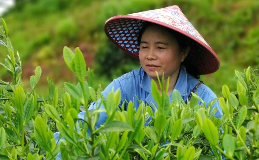 tea farmer