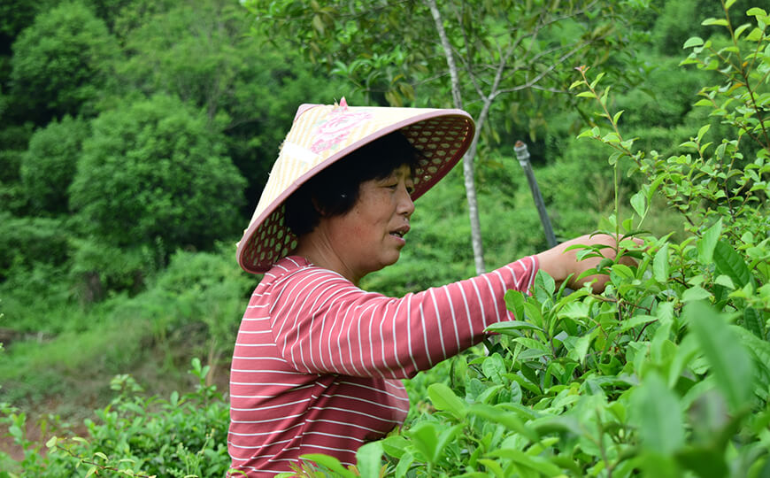 tea farmer