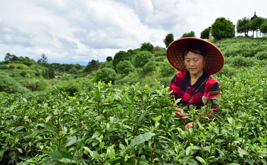 tea farmer