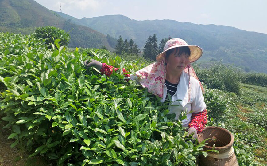 tea farmer