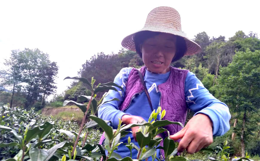 tea farmer