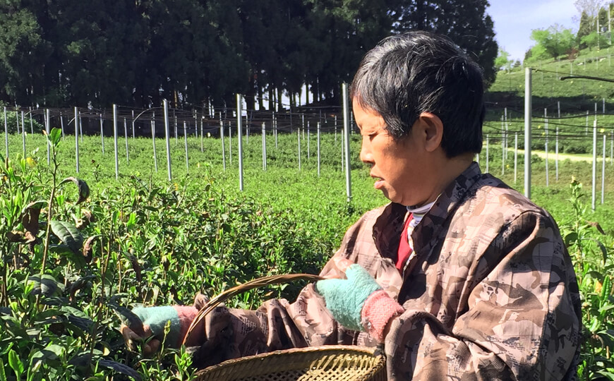 tea farmer