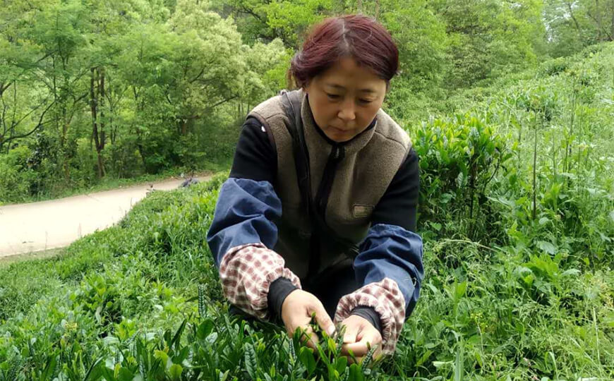 tea farmer