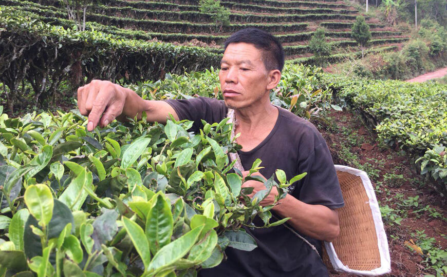 tea farmer