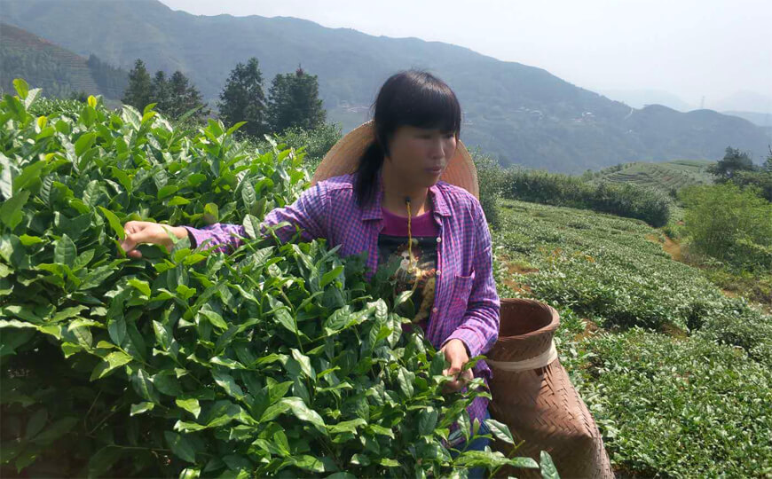 tea farmer