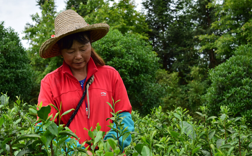 tea farmer