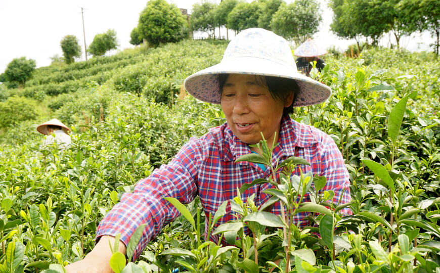 tea farmer