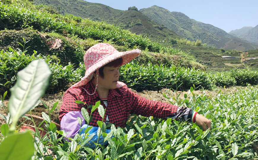 tea farmer