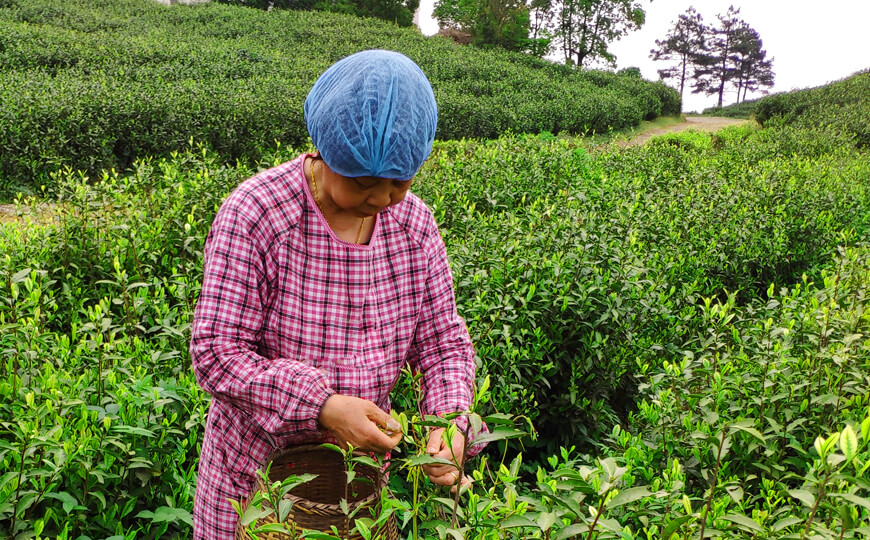 tea farmer