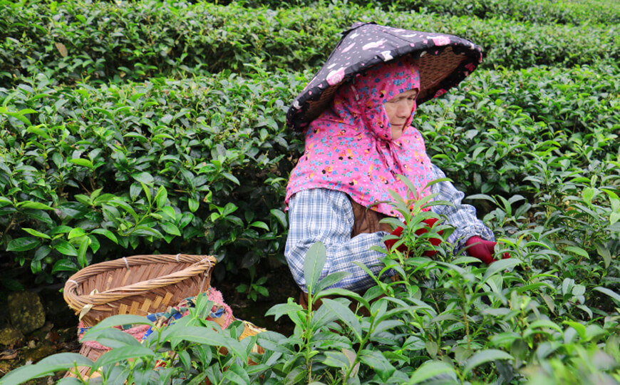 tea farmer