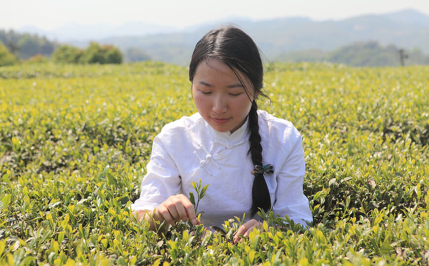 tea farmer