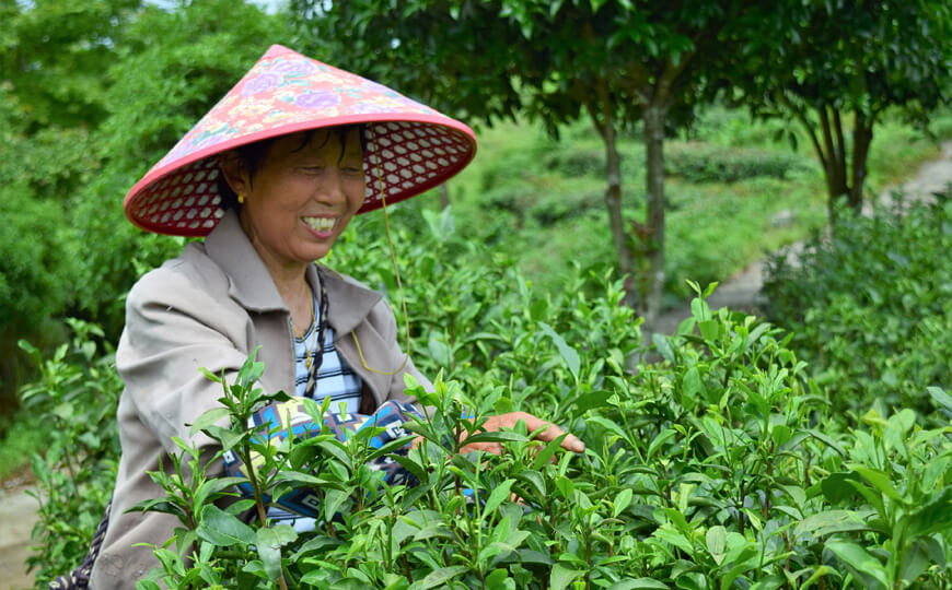 tea farmer