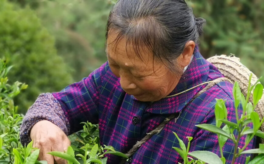 tea farmer