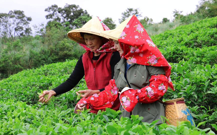 tea farmer