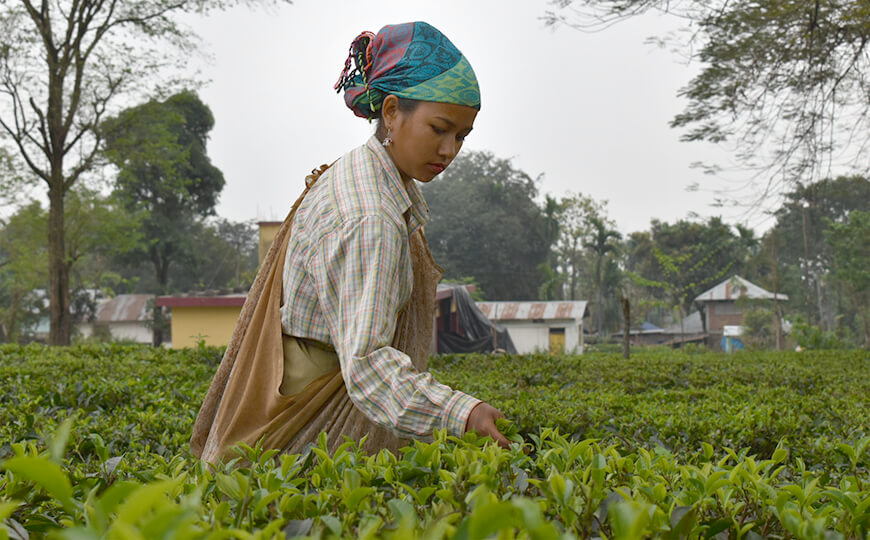 tea farmer