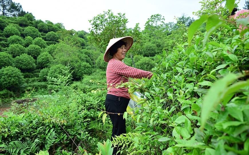 tea farmer
