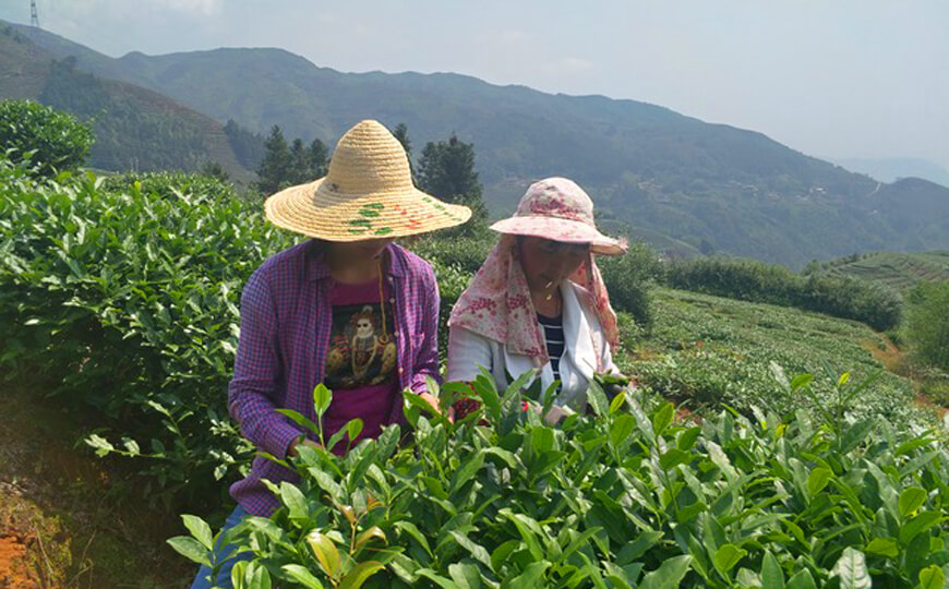 tea farmer