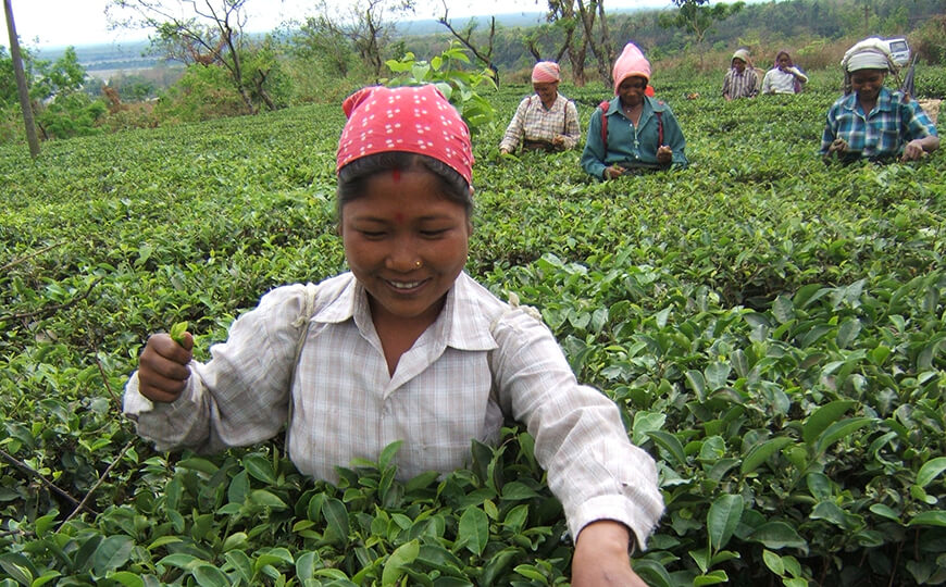 tea farmer