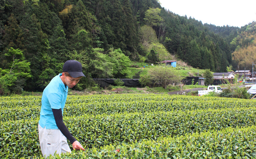 tea farmer