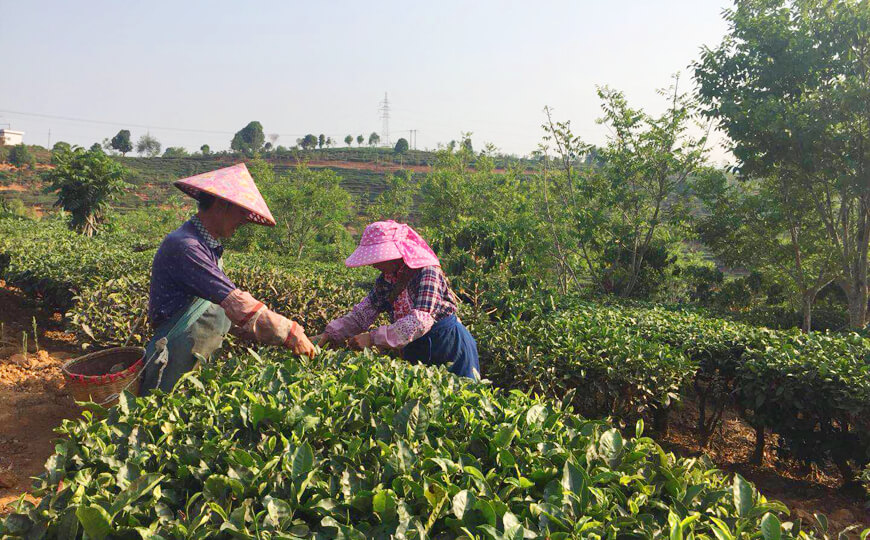 tea farmer