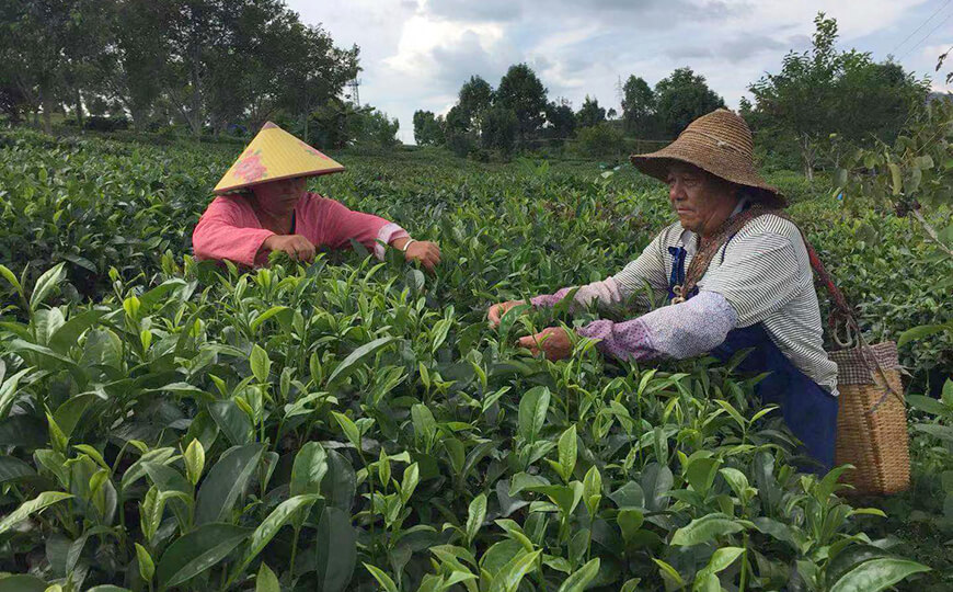 tea farmer