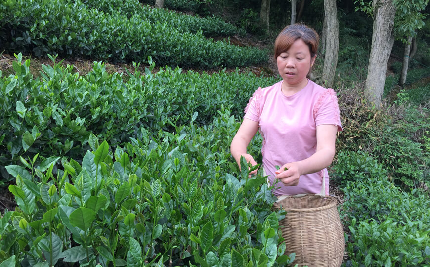 tea farmer