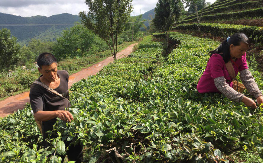 tea farmer