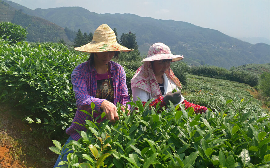 tea farmer