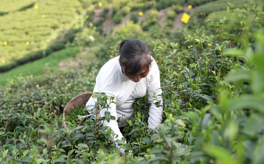 tea farmer