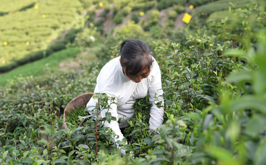 tea farmer