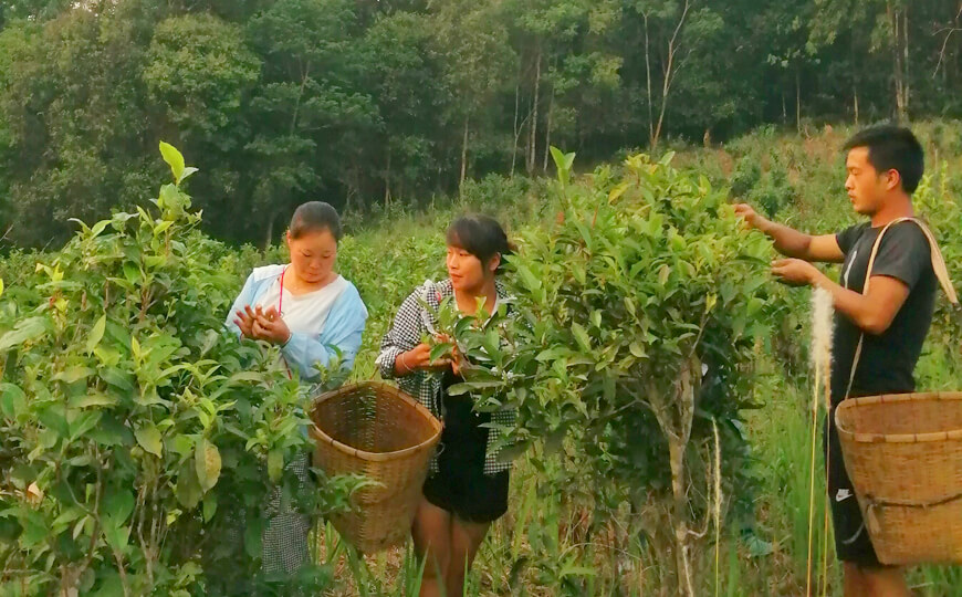 tea farmer