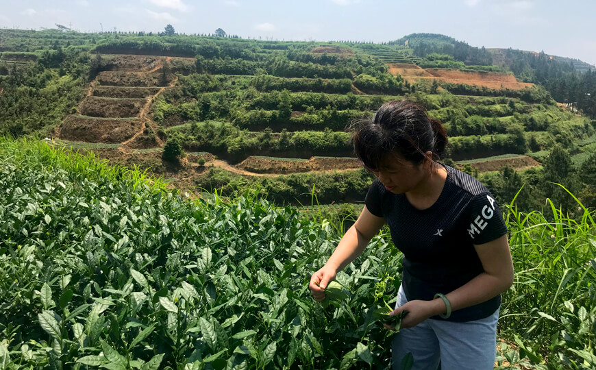 tea farmer