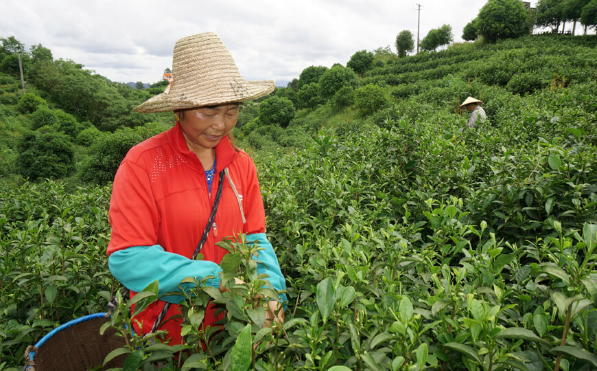 tea farmer