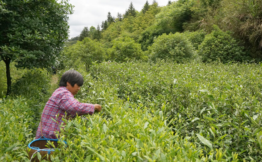 tea farmer