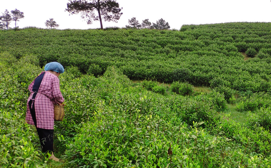 tea farmer