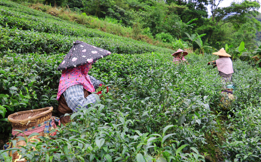 tea farmer