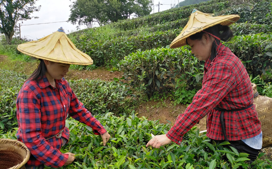 tea farmer