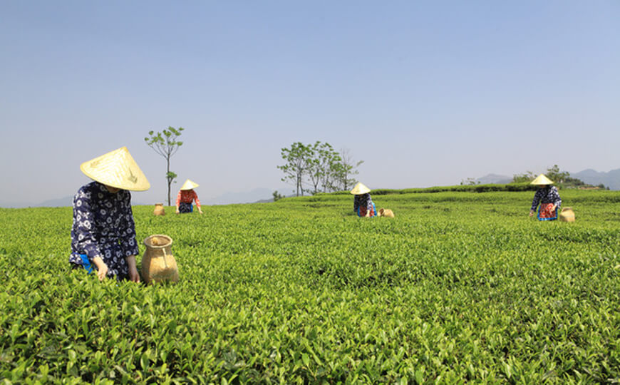 tea farmer