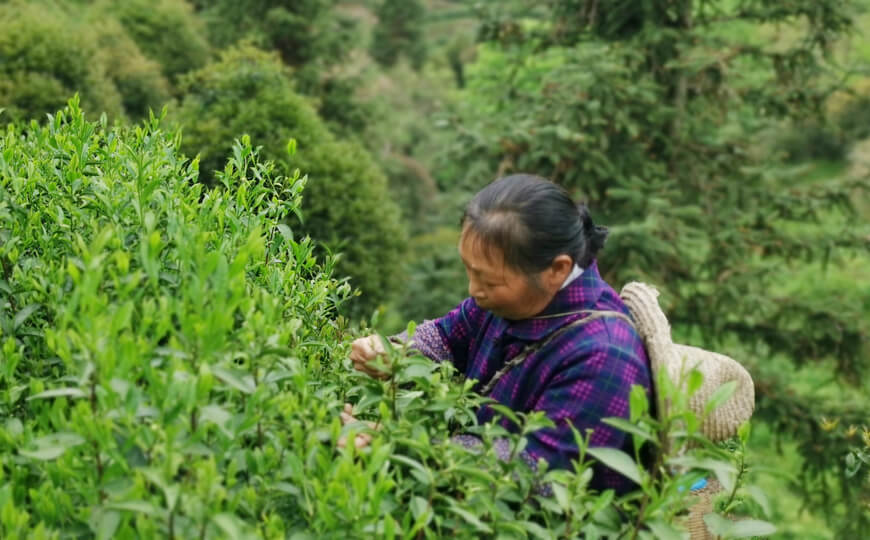 tea farmer